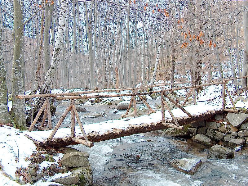 Лес в парке Витоша Лес в парке Витоша