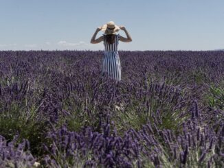 Лавандовое поле, Франция находится в Западной Европе