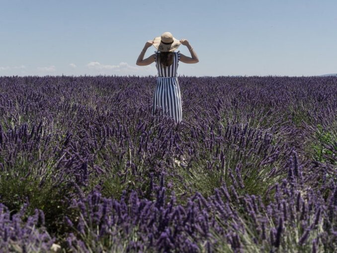 Лавандовое поле, Франция находится в Западной Европе