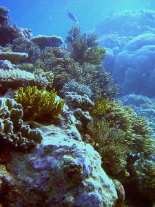 Большой барьерный риф, под водой Большой барьерный риф, под водой