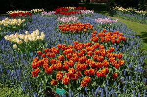 Keukenhof