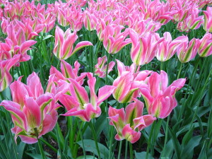 Keukenhof, tulipes
