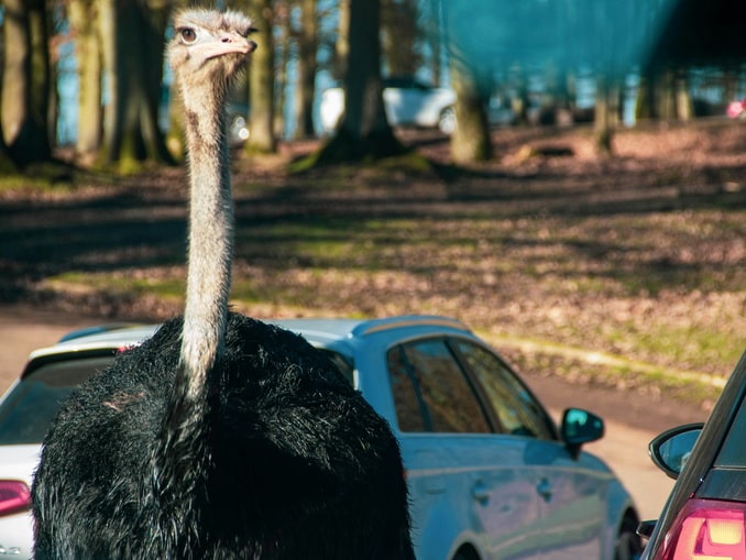 Сафари-парк Туари под Париж