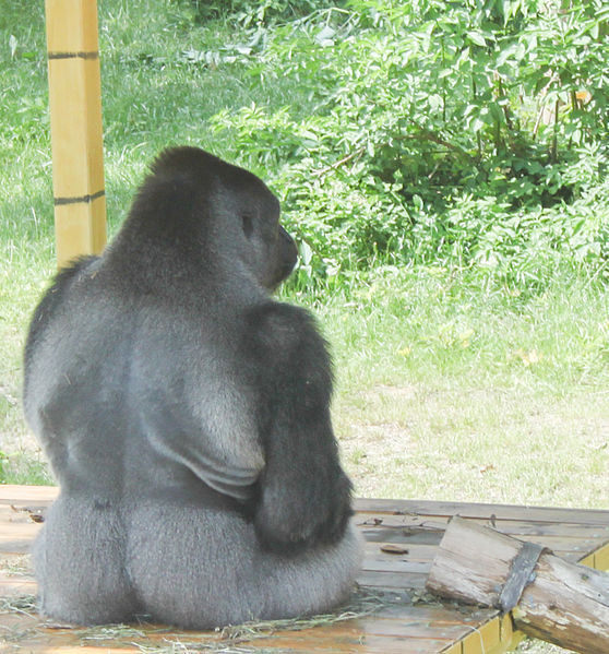 Реферат На Тему London Zoo