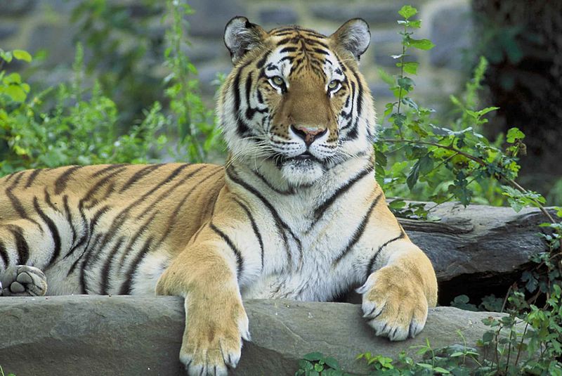 Реферат На Тему London Zoo Реферат На Тему London Zoo