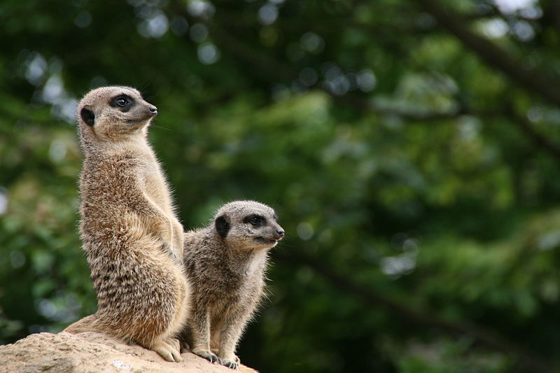 Реферат На Тему London Zoo