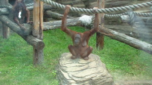 Орангутаны