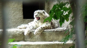 Ягуар в Московском зоопарке