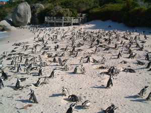 Boulders Beach