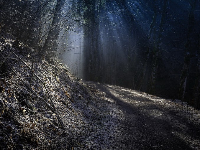 Еловый лес в Шварцвальде