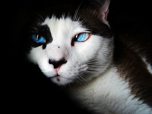 Сиамская кошка