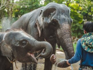 Интересный факт о Таиланде - здесь есть питомники для слонов