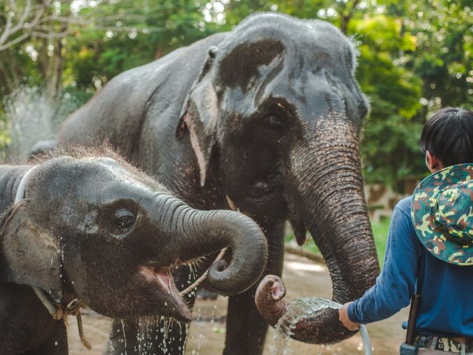 Интересный факт о Таиланде - здесь есть питомники для слонов