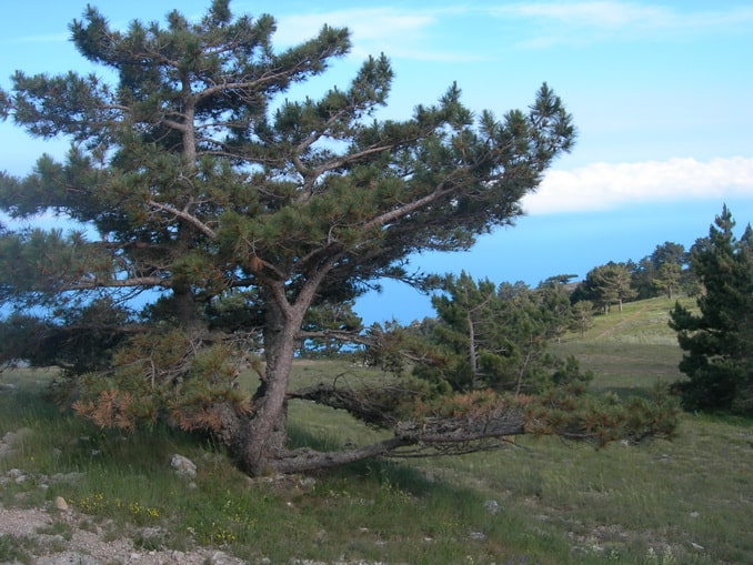 На плато Ай-Петри - Кореизская тропа впереди