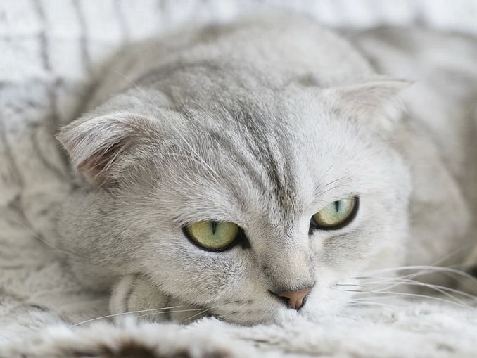 Шотландский вислоухий кот