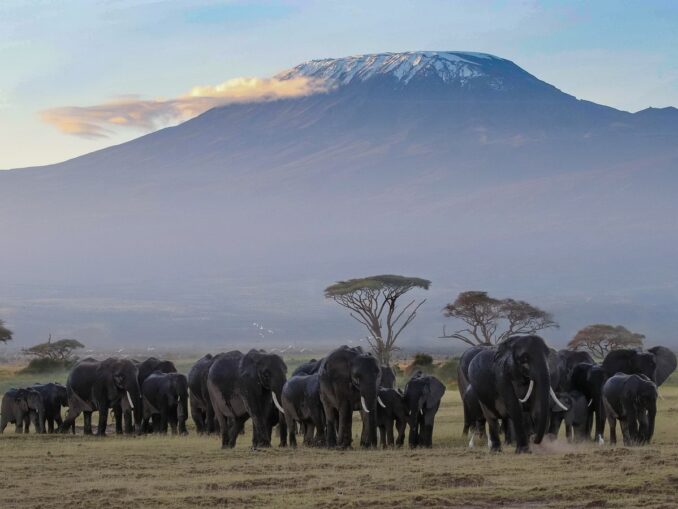 Подниматься на Килиманджаро лучше всего зимой