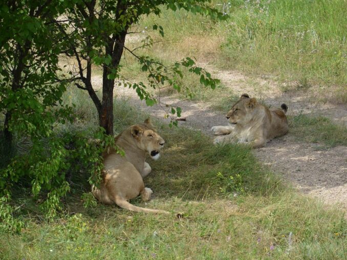 Львы в парке "Тайган" - до него легко доехать из Судака