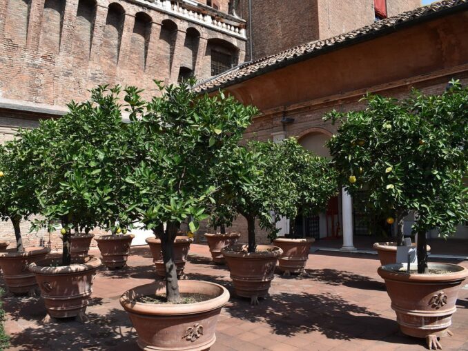 Апельсиновые деревья в замке д'Эсте нужно увидеть в Ферраре обязательно