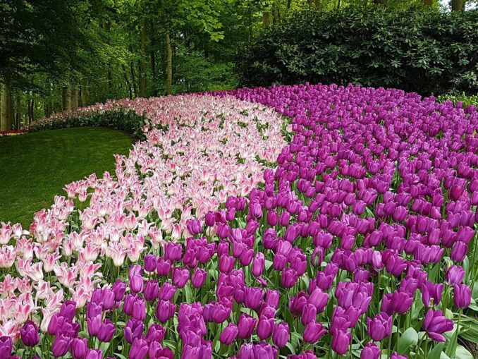 Сад тюльпанов Кекенхоф еще работает в начале мая
