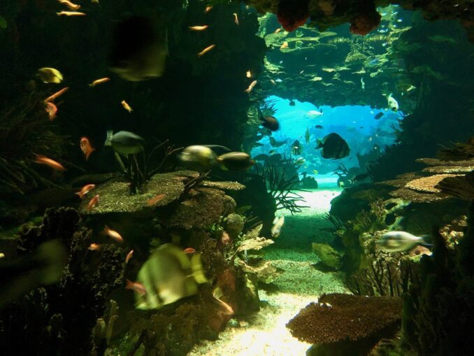 В Лиссабоне можно посмотреть Океанариум