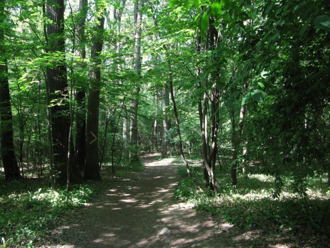 В Венский лес из Вены можно поехать в любой день