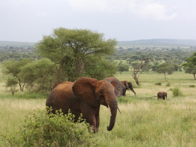 Во время сафари по Танзании можно увидеть слонов 