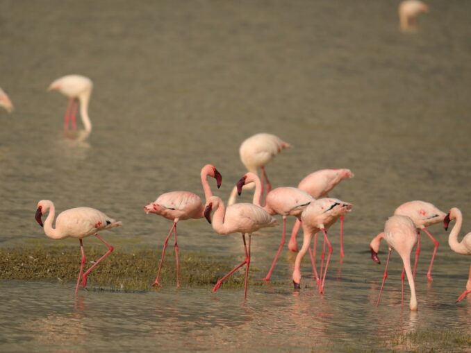 Фламинго в Нгоронгоро в Танзании
