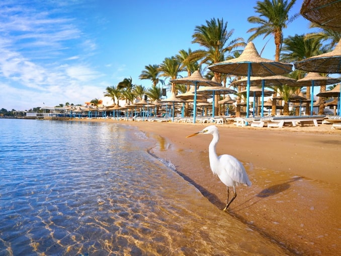 The beach in Hurghada attracts more than just cranes in winter You can swim in Egypt at the end of December