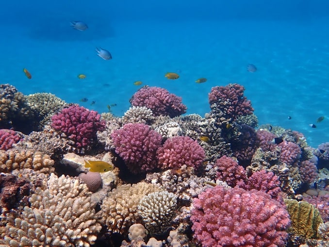 Дайвинг в Египте востребован и в начале декабря