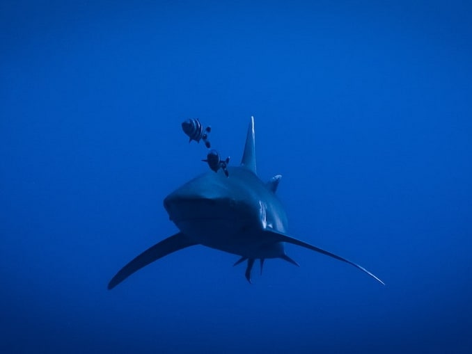 Акула, Красное море Какие акулы нападают на людей в Египте?