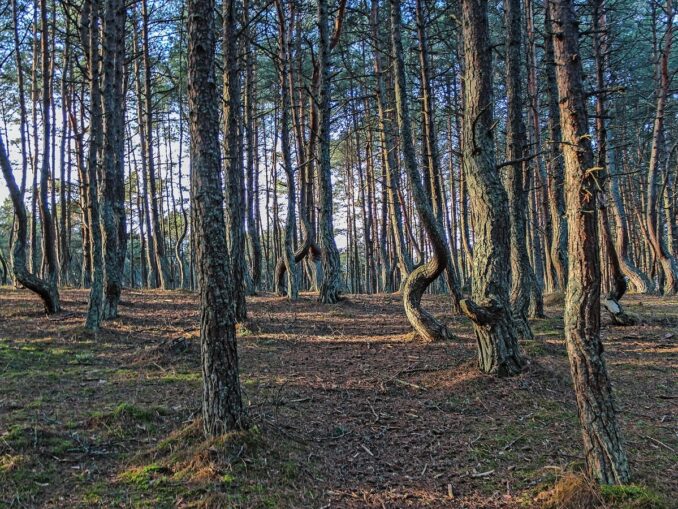 На Куршской косе стоит увидеть Танцующий лес