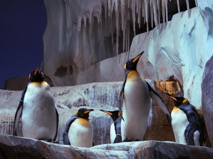 Пингвины в зоопарке Хагенбека