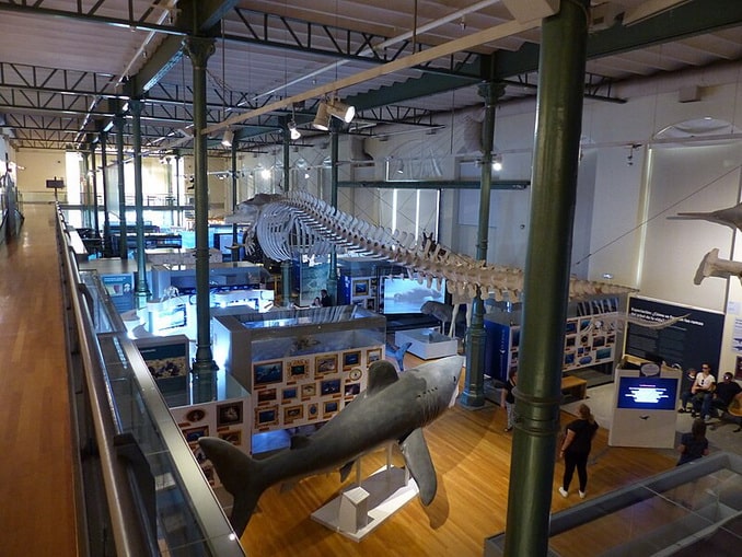 Национальный Музей естественных наук в Мадриде понравится детям 