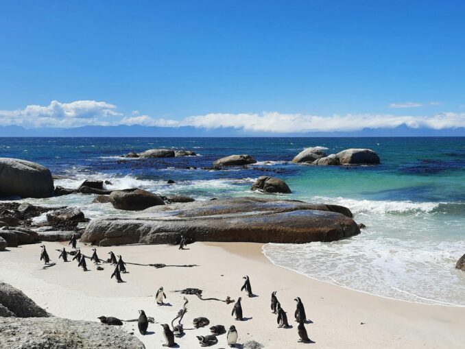 Колония пингвинов на Боулдерс-Бич в Фоулс-Бэй, Южная Африка