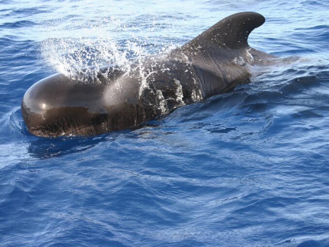 В России китов можно увидеть на севере и востоке страны