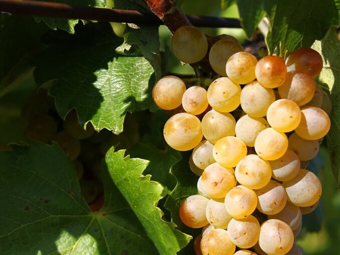 Виноград из региона Токай