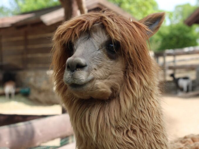 Лама - семьям с детьми стоит посетить пражский зоопарк