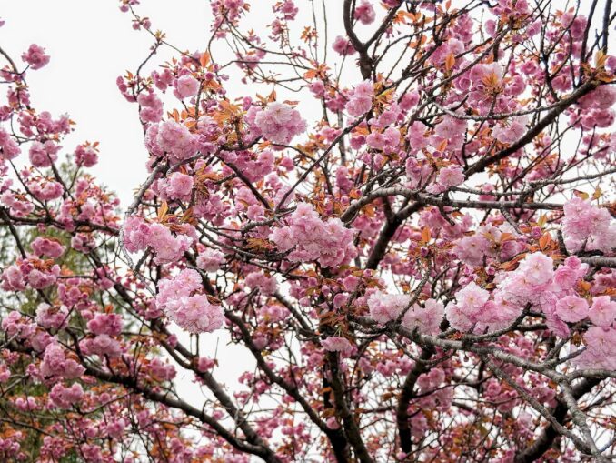 Сакура - в России в апреле стоит съездить в отпуск в Сочи