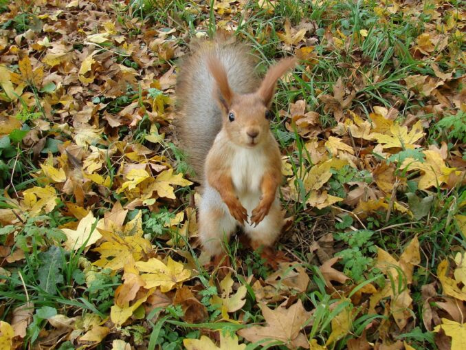 Белка - осенью в Кисловодске стоит теплая погода