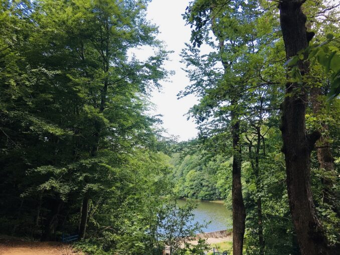 Неподалеку от Стамбула можно посетить Белградский лес 