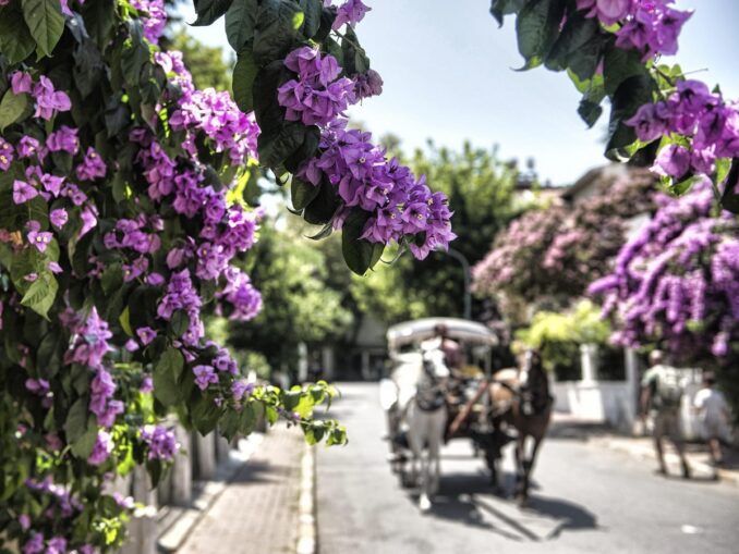 На Принцевых островах нет автомобилей, фото @ozlemferide/Pixabay.com Принцевы острова стоит увидеть в Стамбуле однозначно