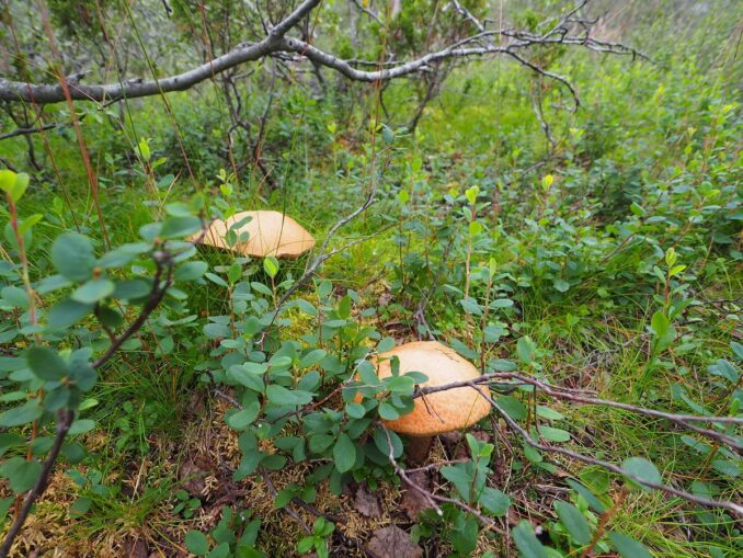 In the summer near Murmansk you can find mushrooms