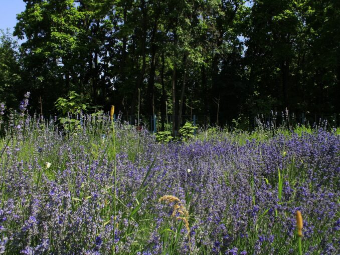 Ташкентский ботанический сад
