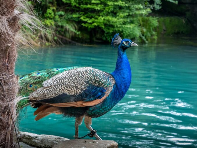 Голубое озеро обязательно нужно посмотреть в Абхазии туристу