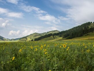 Природа - на Алтай в июле стоит ехать