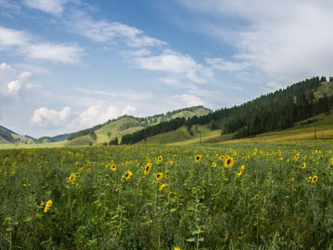 Природа - на Алтай в июле стоит ехать
