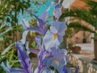 Цветок и солнце - стоит ли ехать на Кипр в мае?