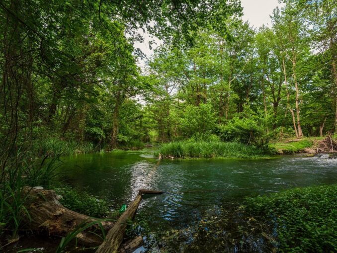 Самурский лес - мир кавказских джунглей на границе Азербайджана