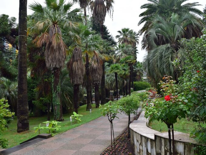 Сочинский Дендрарий - масса субтропической зелени