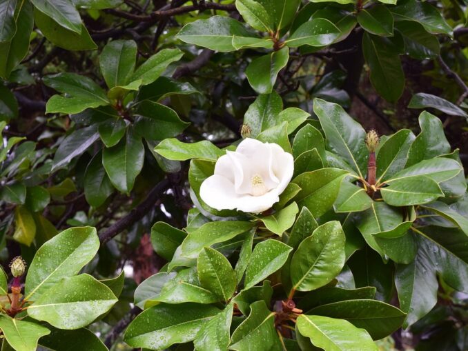 Dender - flowering of some plants in the summer in Sochi can cause allergies